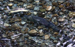 Salmon spawing in fish creek, Hyder Ak.
