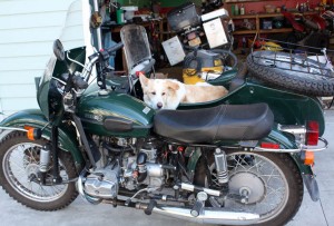Jim Jewell's Ural and his dog in the sidecar.
